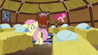 Fluttershy and Pinkie Pie making yak beds S7E11