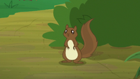 Squirrel comes out of the bushes S8E23