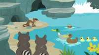 Otter, raccoons, and ducks by the sanctuary creek S7E5