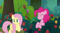 Fluttershy startled by Pinkie Pie's appearance S8E13