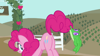 Gummy dangling from Pinkie's tail S4E03