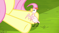 Fluttershy sets featherless bird on ground S8E18