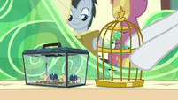 Rarity puts birds next to star spiders S9E26