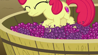 Apple Bloom on a tub of grapes S6E4