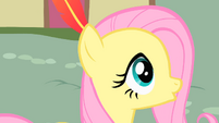 Fluttershy with a feather in her hair S01E22