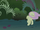 Fluttershy cries "Wait!" when Rainbow Dash zooms by S1E02.png