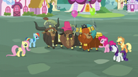 Pinkie's friends gathering around the yaks S5E11