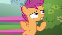 Scootaloo "griffon-getting-a-cutie-mark thing" S6E19.png (827 KB)