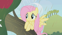 Fluttershy looking around from tree S2E1