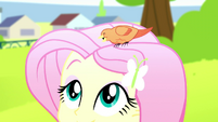 Fluttershy with Constance perched on her head SS14