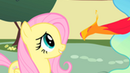 201px-Fluttershy and the new Philomena S01E22