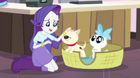 Rarity, un perro y un gato 2