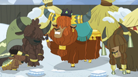 Poor yaks. They had their hearts set on snow cannolis.