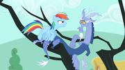 Rainbow Dash facing towards Discord S4E11