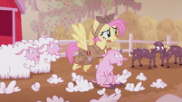 Fluttershy shearing sheep S5E25