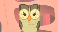 Twilight's pet owl staring into your soul.