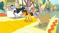 Cheese between two cows wearing mask of Rainbow's face S4E12