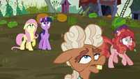 Twilight, Fluttershy, and Hooffields see incoming hay bales S5E23