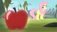 Fluttershy looking at an apple S4E07