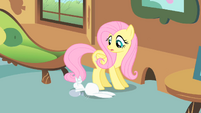 Fluttershy turns to look at Angel S1E22
