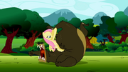 Fluttershy wrestling a bear S2E03