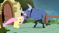 Iron Will, gritando com Fluttershy.