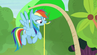 Rainbow Dash measuring the palm tree S7E5