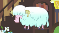 Sheep with wet wool S7E12