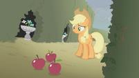 Applejack looking at three apples on the ground S2E01