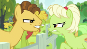 Young Grand Pear vs. young Granny Smith S7E13