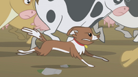 Winona running alongside cows S1E04