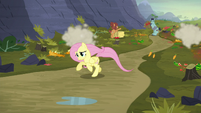 Fluttershy galloping after Twilight S5E23