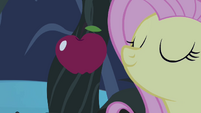 Fluttershy sniffing apple S4E07