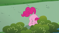 Pinkie Pie looking in the bushes S5E19