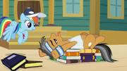 Quibble Pants out of breath S9E6