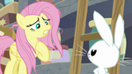 Fluttershy -but that's not my fault- S9E18