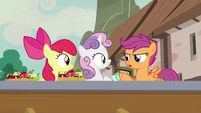 Scootaloo "that's... not important" S7E8.png (909 KB)