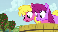 Cherry Berry and Berryshine looks at Apple Bloom S6E4
