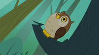 Owl hooting S3E06