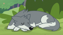 Sandra the wolf napping on the grass S9E18
