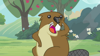 Beaver chittering to its friends S3E05