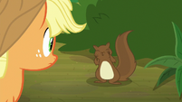 Applejack looking at the squirrel S8E23