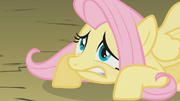 Fluttershy is not so ready S01E07