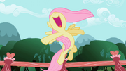 Fluttershy spiew