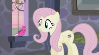 The bird communicating with Fluttershy S5E02
