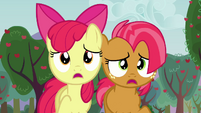 Apple Bloom and Babs looking S3E08