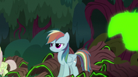 Clone of Rainbow Dash is born S8E13