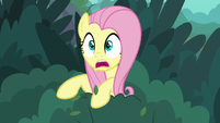 Fluttershy pops out of the bushes S8E18