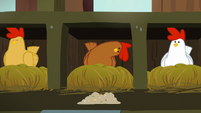 Brown chicken looks at chicken feed inquisitively S6E10