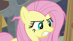 Fluttershy bares her teeth at Angel Bunny S9E18